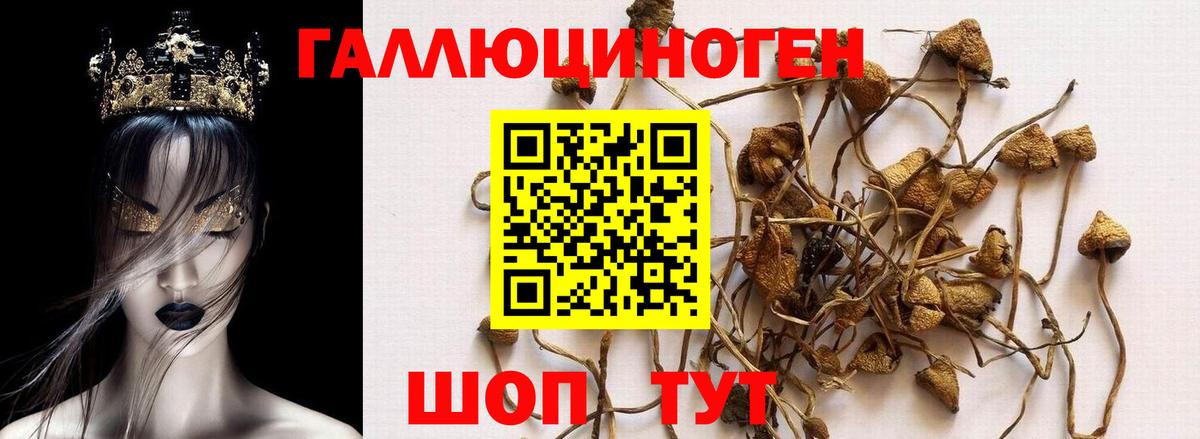 Галлюциногенные грибы Psilocybine cubensis  Вход с VPN  Анжеро-Судженск 
